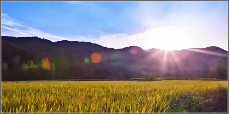 ,ԯƵŶ,,կ,կ