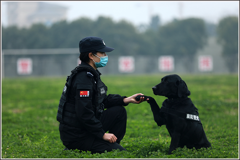 襄阳,特警,刘云,警犬 襄阳,特警,刘云,警犬