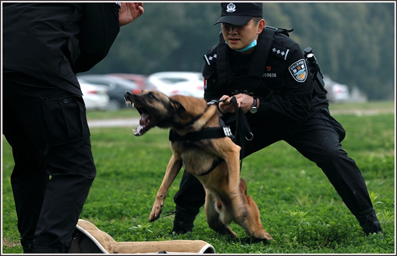 襄阳,特警,刘云,警犬 襄阳,特警,刘云,警犬