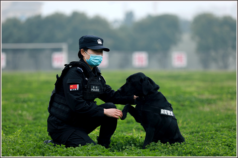襄阳,特警,刘云,警犬 襄阳,特警,刘云,警犬