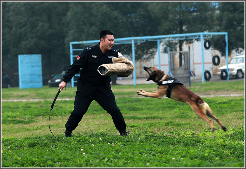 襄阳,特警,刘云,警犬 襄阳,特警,刘云,警犬
