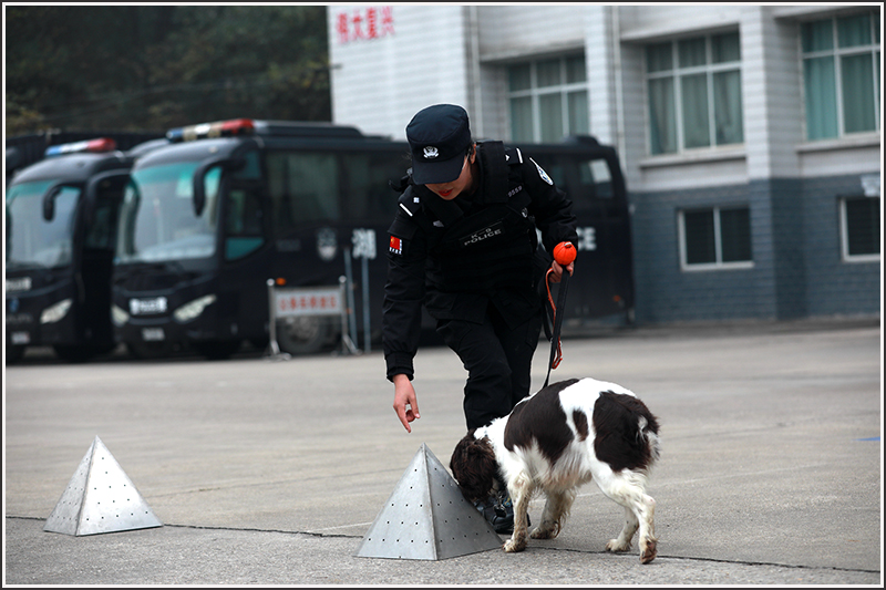 襄阳,特警,刘云,警犬 襄阳,特警,刘云,警犬